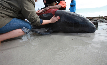 Saving Whales